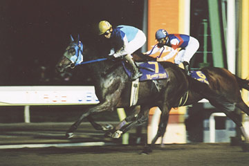 Flat Race (Night) 