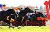 Japan Cup (International Invitational) (G1)