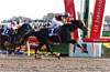 Japan Cup Dirt (International Invitational) (G1)