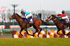 Mile Championship (G1)