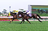 Nakayama Grand Jump (International Invitational) (J-G1)