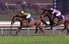 Nakayama Grand Jump (International Invitational) (J-G1)