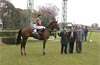 Pegasus Jump Stakes