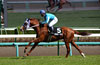 Pegasus Jump Stakes