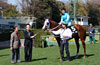 Pegasus Jump Stakes