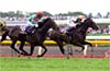 Yushun Himba (Japanese Oaks)