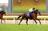 THE YASUDA KINEN(G1)