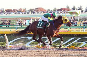Tagano Tonnerre in the 2016 Musashino Stakes