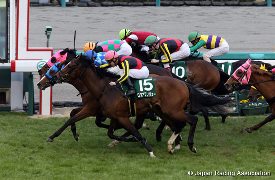 Rainbow Line (second from front) in the 2016 Arlington Cup