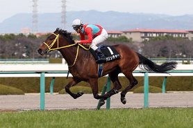 Clincher in the 2017 Sumire Stakes