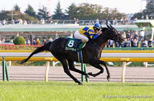 Logi Cry in the 2018 Fuji Stakes