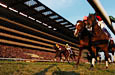 Japan Cup (International Invitational) (G1)