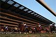 Japan Cup (International Invitational) (G1)