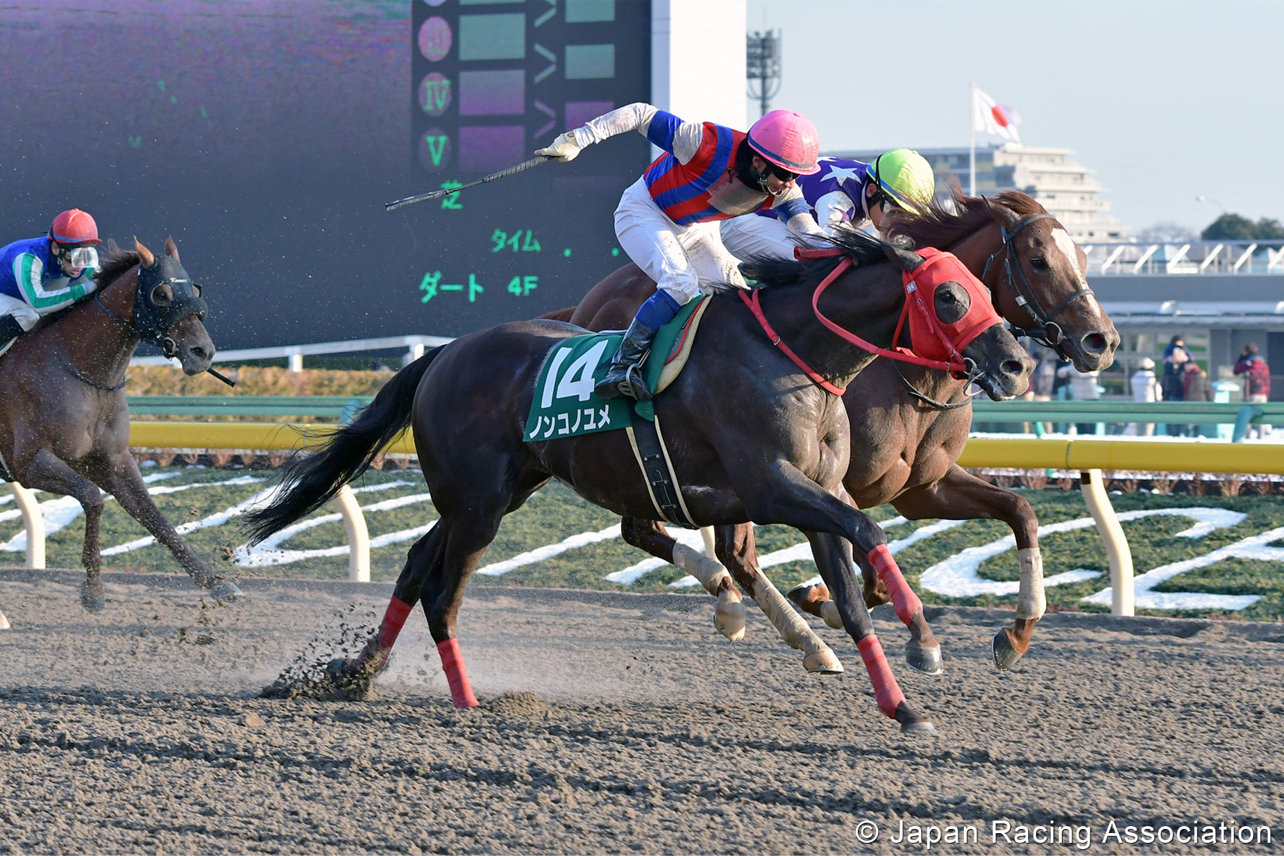 Horse Racing in Japan 