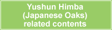 Yushun Himba (Japanese Oaks) related contents 