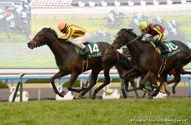 Queens Ring in the 2016 Kyoto Himba Stakes