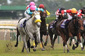 Snow Dragon in the 2014 Sprinters Stakes
