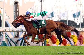 Dreadnoughtus in the 2015 Kyoto Nisai Stakes