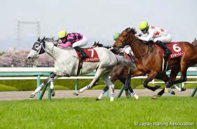 Smart Layer in the 2016 Hanshin Himba Stakes