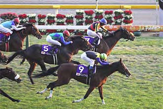 Denim and Ruby (front) in the 2013 Japan Cup