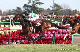 Rey de Oro in the  2016 Hopeful Stakes