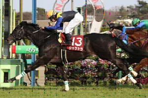 Sciacchetra in the 2017 Nikkei Sho