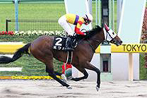 Mitsuba in the 2017 Brilliant Stakes