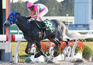 T M Jinsoku in the 2017 Miyako Stakes