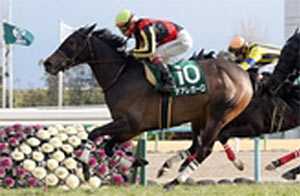 Dea Regalo in the 2019 Kyoto Himba Stakes