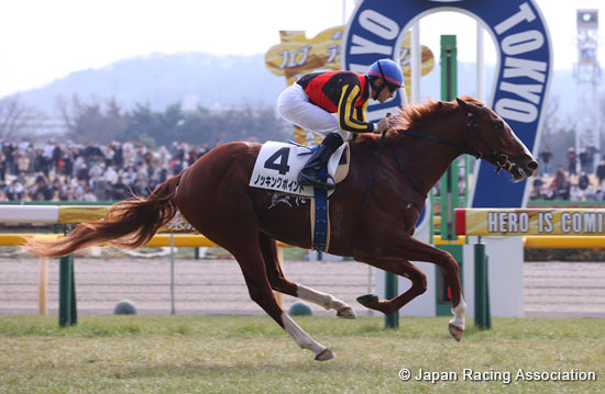 horse ロンT 030.tokyo Rhi Dancey horse ロンT 030.tokyo Rhi Dancey