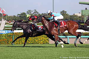 Shion Stakes (Shuka Sho Trial) (G2)