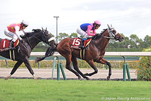 Kobe Shimbun Hai (Japanese St. Leger Trial) (G2)