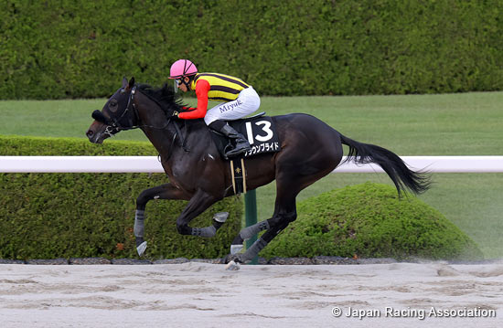 2024.11.25 Champions Cup (G1) - Preview - News - Horse Racing in Japan