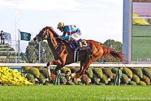 Kikuka Sho (Japanese St. Leger) (G1)