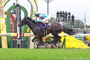 Kikuka Sho (Japanese St. Leger) (G1)