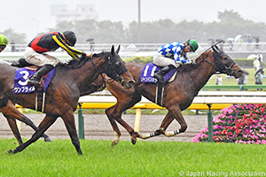 NHK Mile Cup (G1)