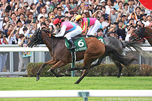 Ibis Summer Dash (G3)