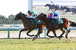 Nikkan Sports Sho Shinzan Kinen (G3)