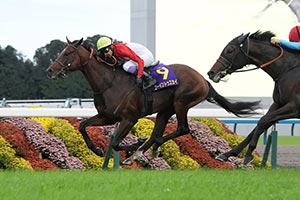 Kikuka Sho (Japanese St. Leger) (G1)