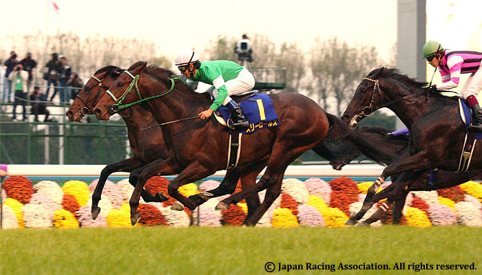 Kikuka Sho Japanese Stleger G1 Jra Graded Races 2010 Horse