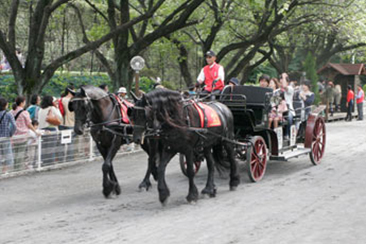 A carriage ride