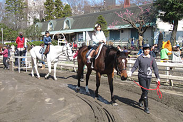 Trial rides on horses