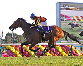 Queen Elizabeth II Cup