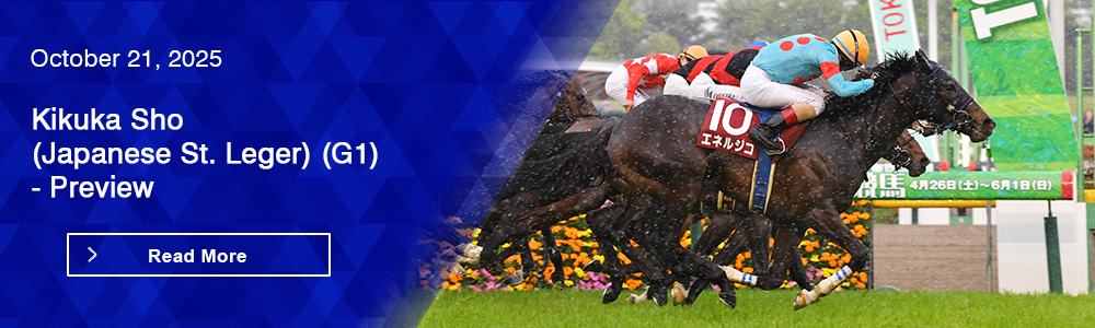 Kikuka Sho (Japanese St. Leger) (G1) - Preview