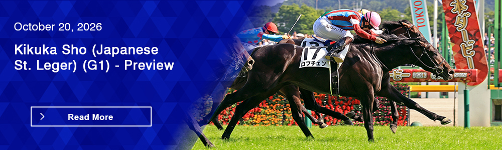 Kikuka Sho (Japanese St. Leger) (G1) - Preview