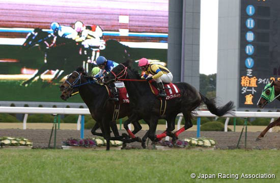 Nikkei Shinshun Hai (JPN G2)