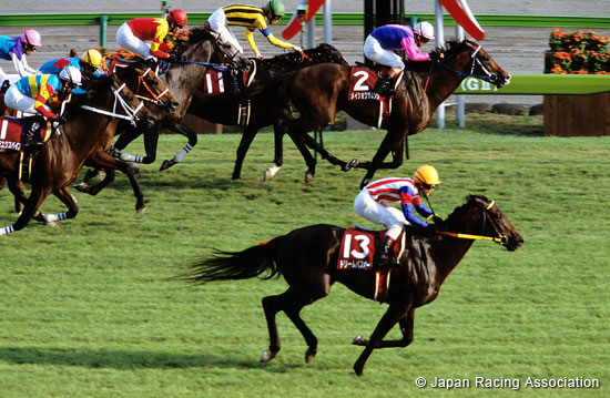Kobe Shimbun Hai (Japanese St. Leger Trial) (JPN G2)