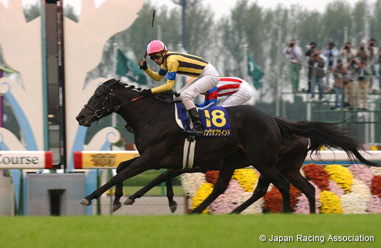 Kikuka Sho (Japanese St. Leger) (JPN G1)