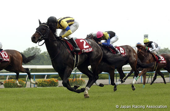 Kyoto Shimbun Hai