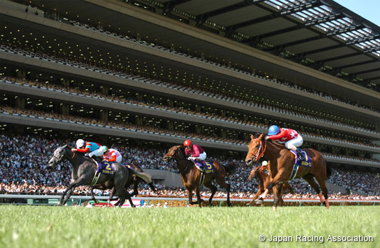 Yushun Himba (Japanese Oaks)